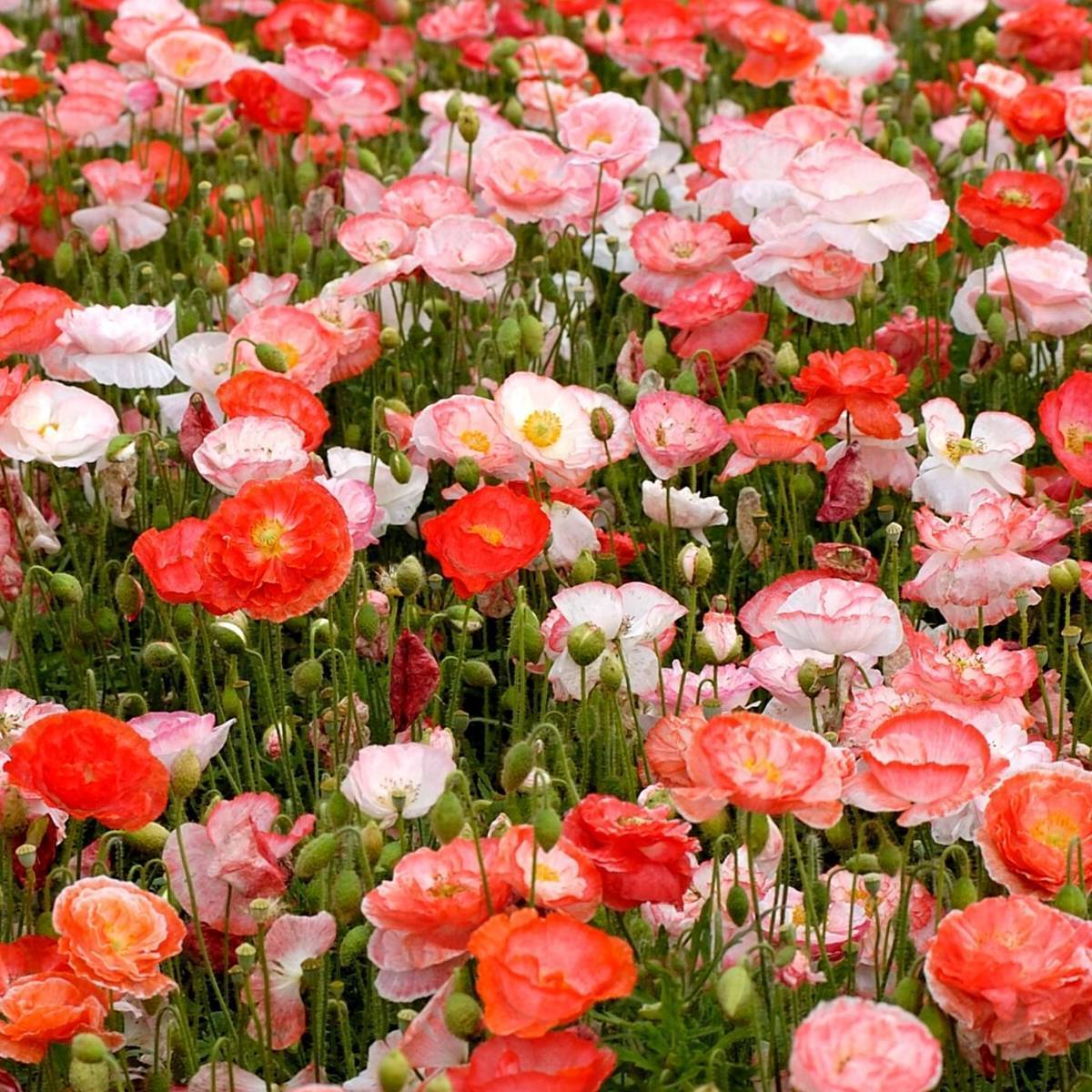 English Poppy - Organic