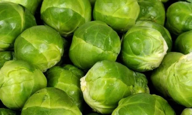 Brussels Sprouts Groninger Seeds - Organic