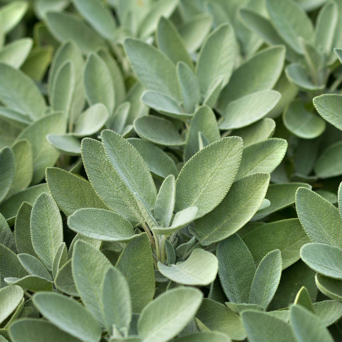 Sage Seeds - Organic