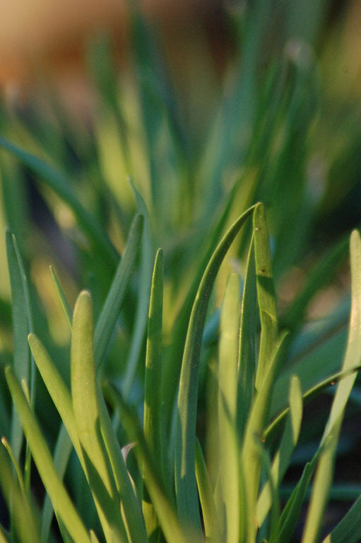 Chives Garlic