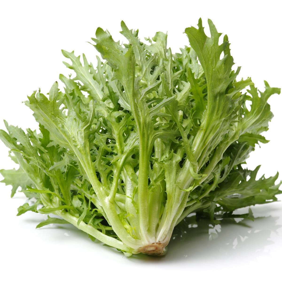 Endive Seeds