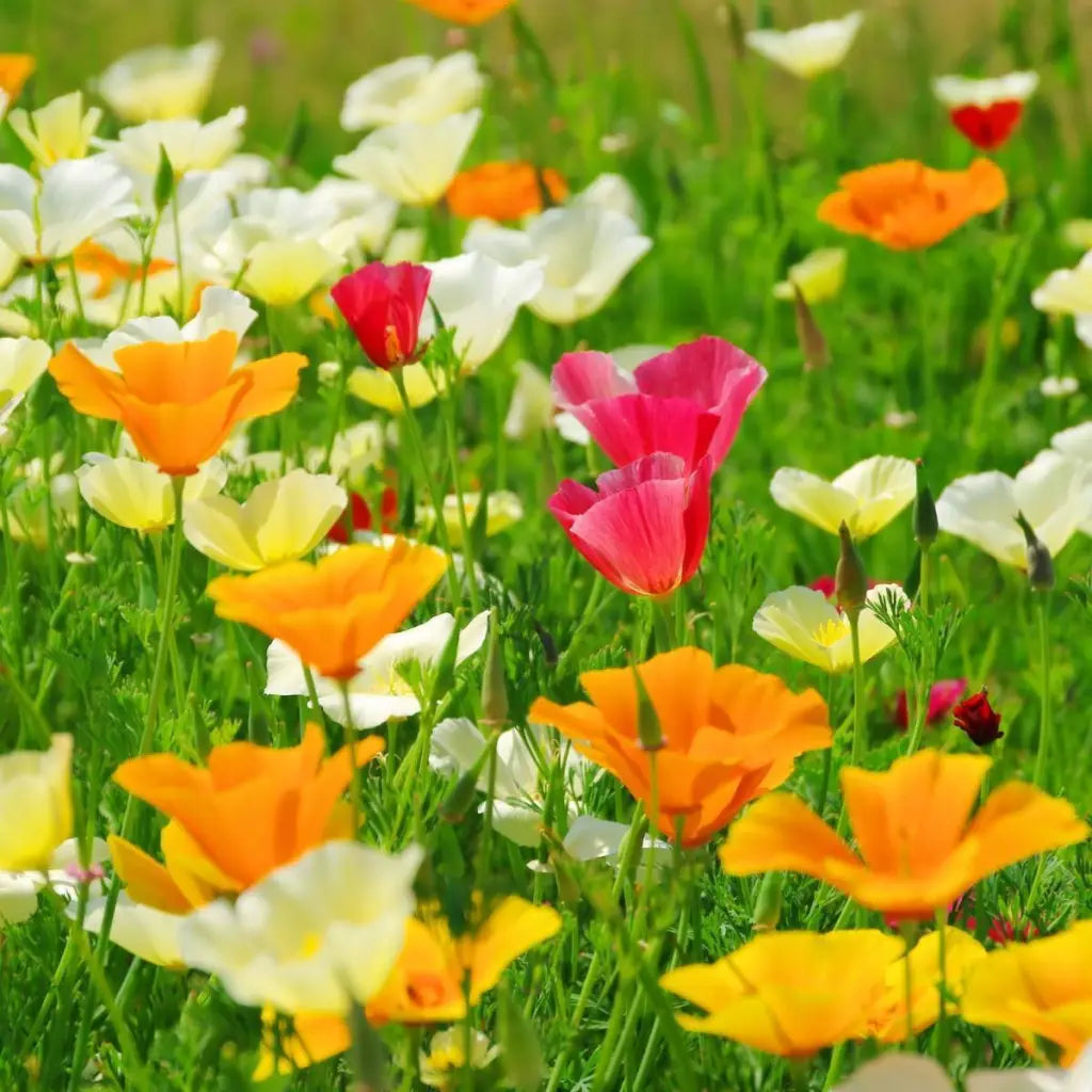 Californian Poppy Seeds - Organic