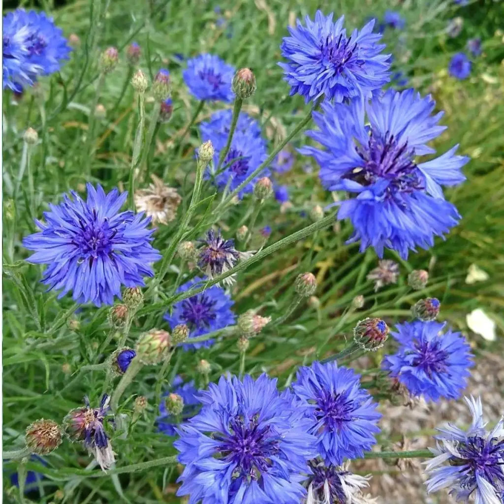 Cornflower Seeds - Organic