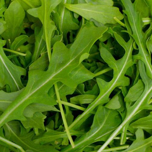 Rocket Pronto Seeds