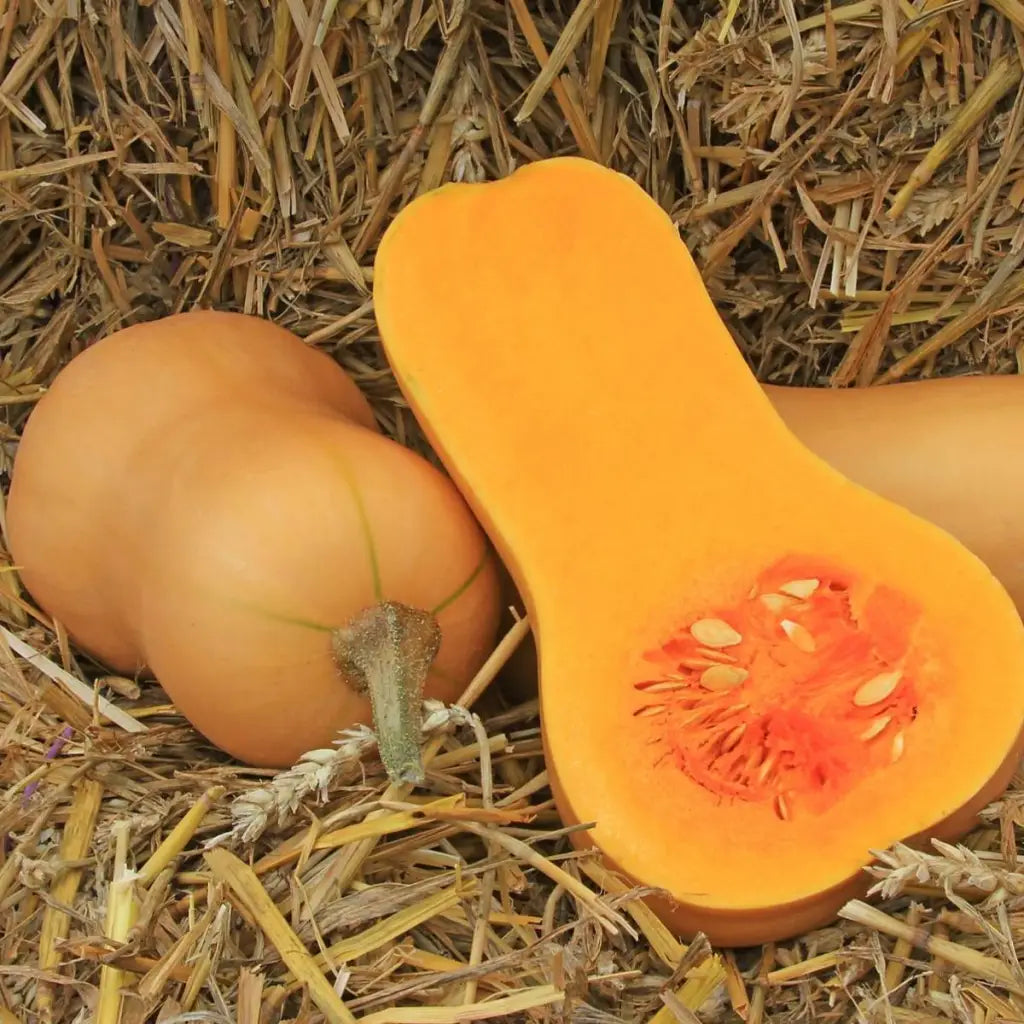 Butternut Squash Seeds - Organic