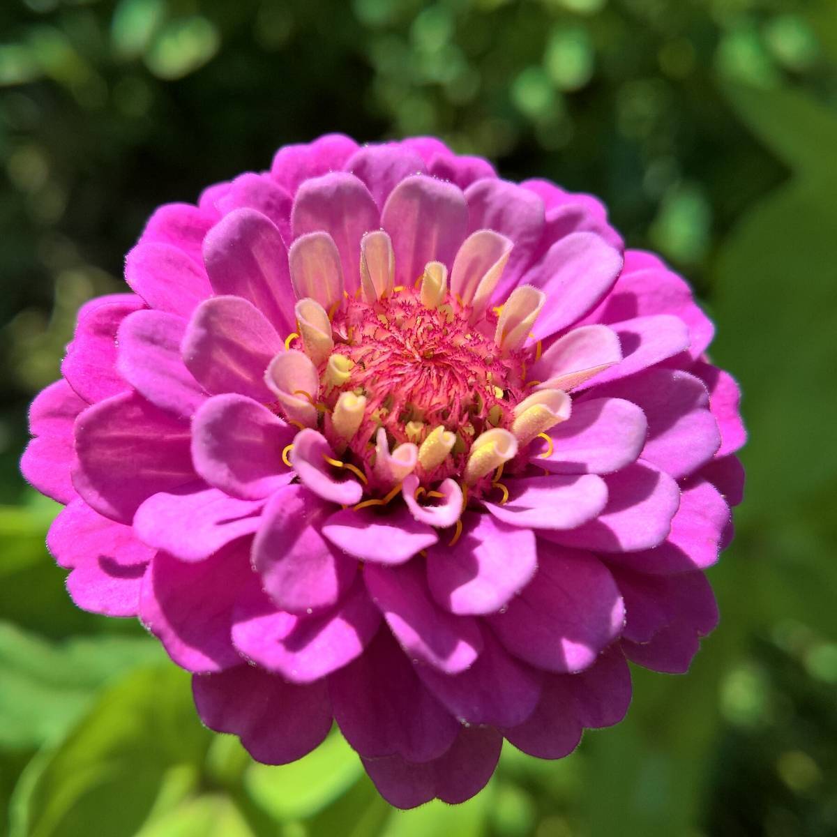 Zinnia Rosy Lavender Dream Seeds
