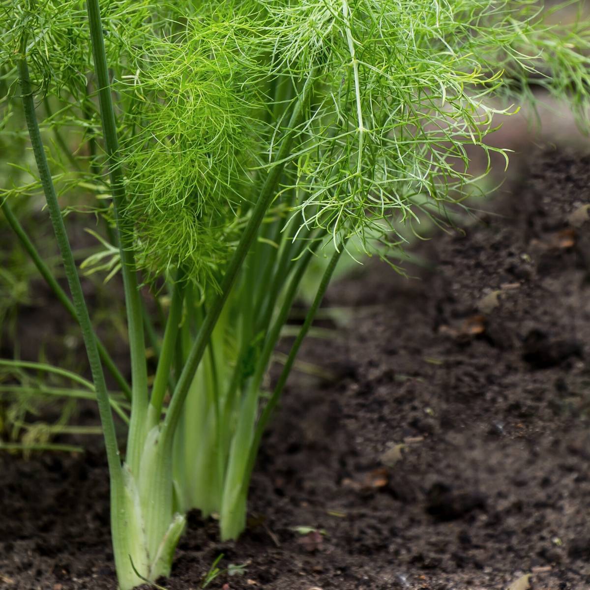 Fennel Doux De Forence