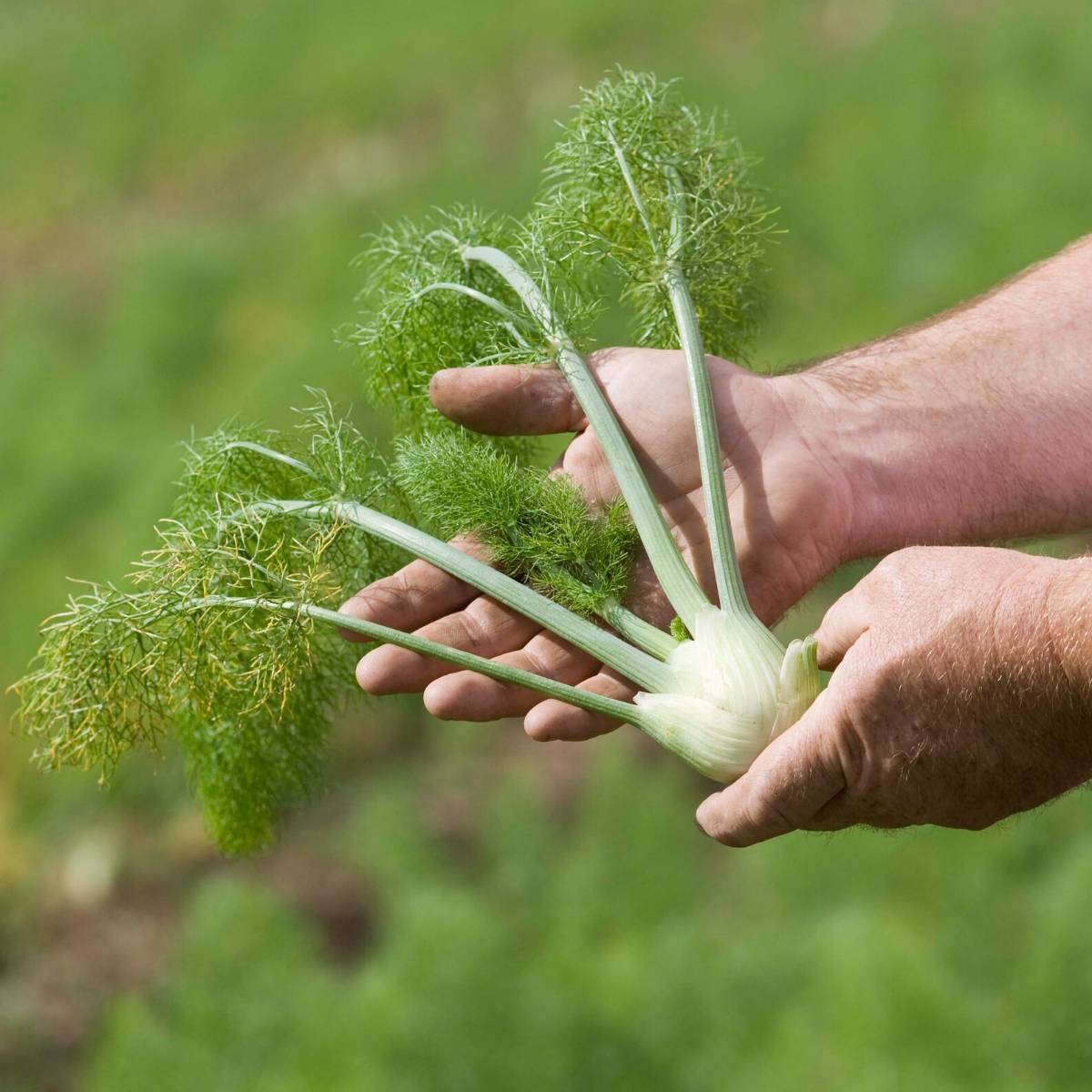 Fennel Common - Organic