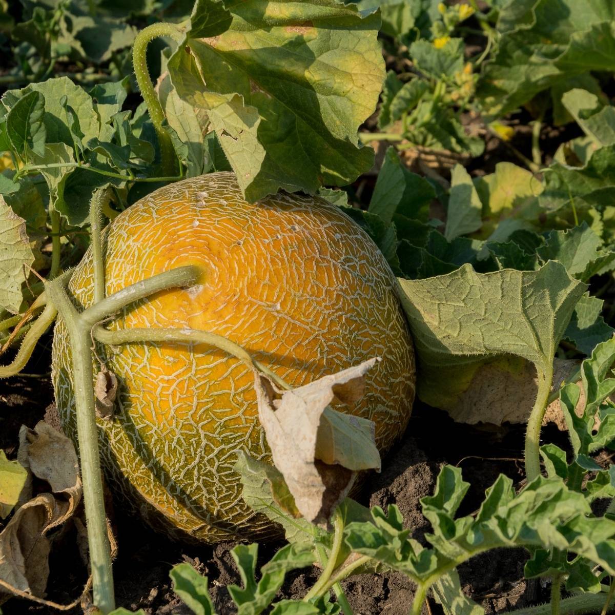 Melon Ananas Seeds