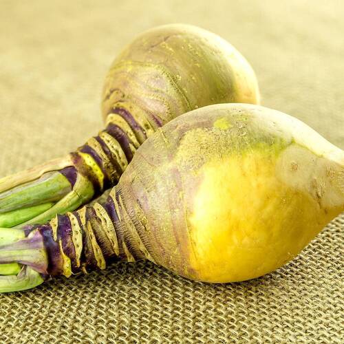 Swede Friese Gele - Organic