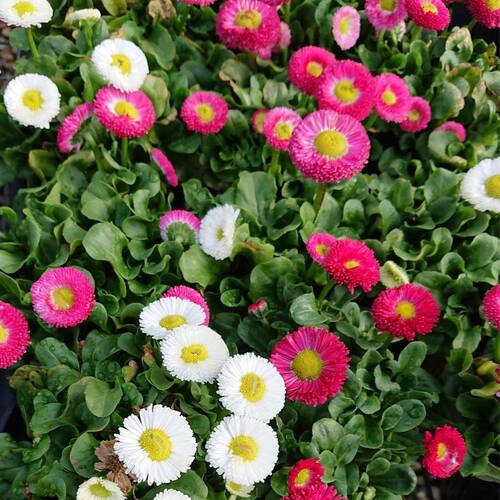 Bellis Monstrosa Seeds