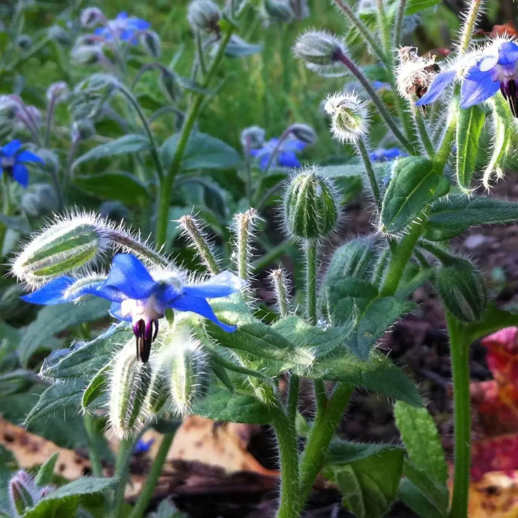 Borage Seeds - Organic