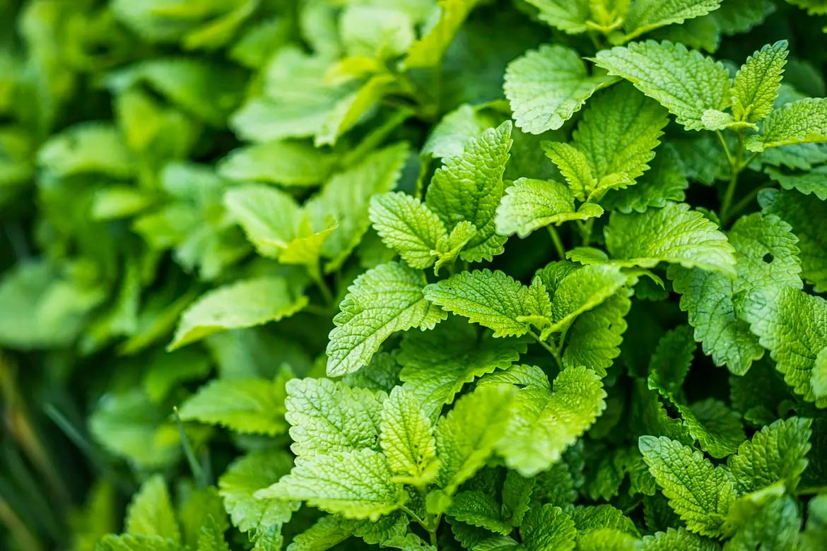 Lemon Balm Seeds Organic