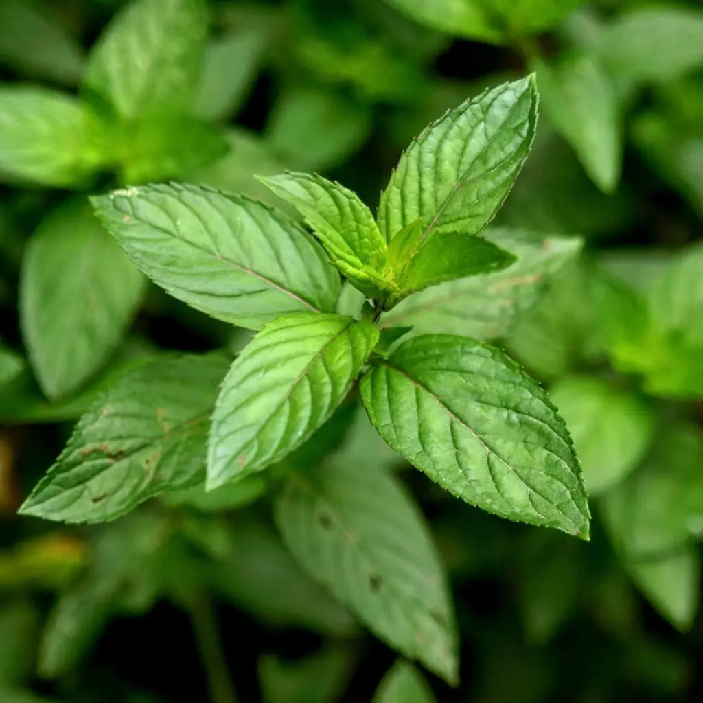 Peppermint Seeds (Organic)