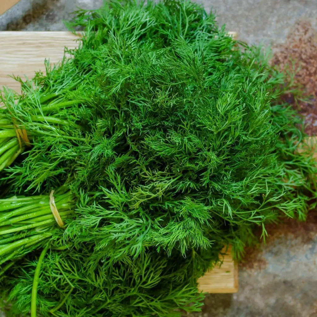 Dill Seeds - Organic