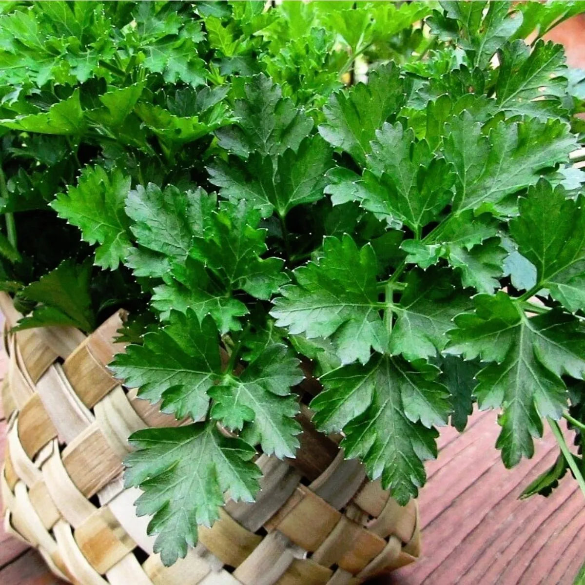 Parsley Flat Leaf Seeds - Organic