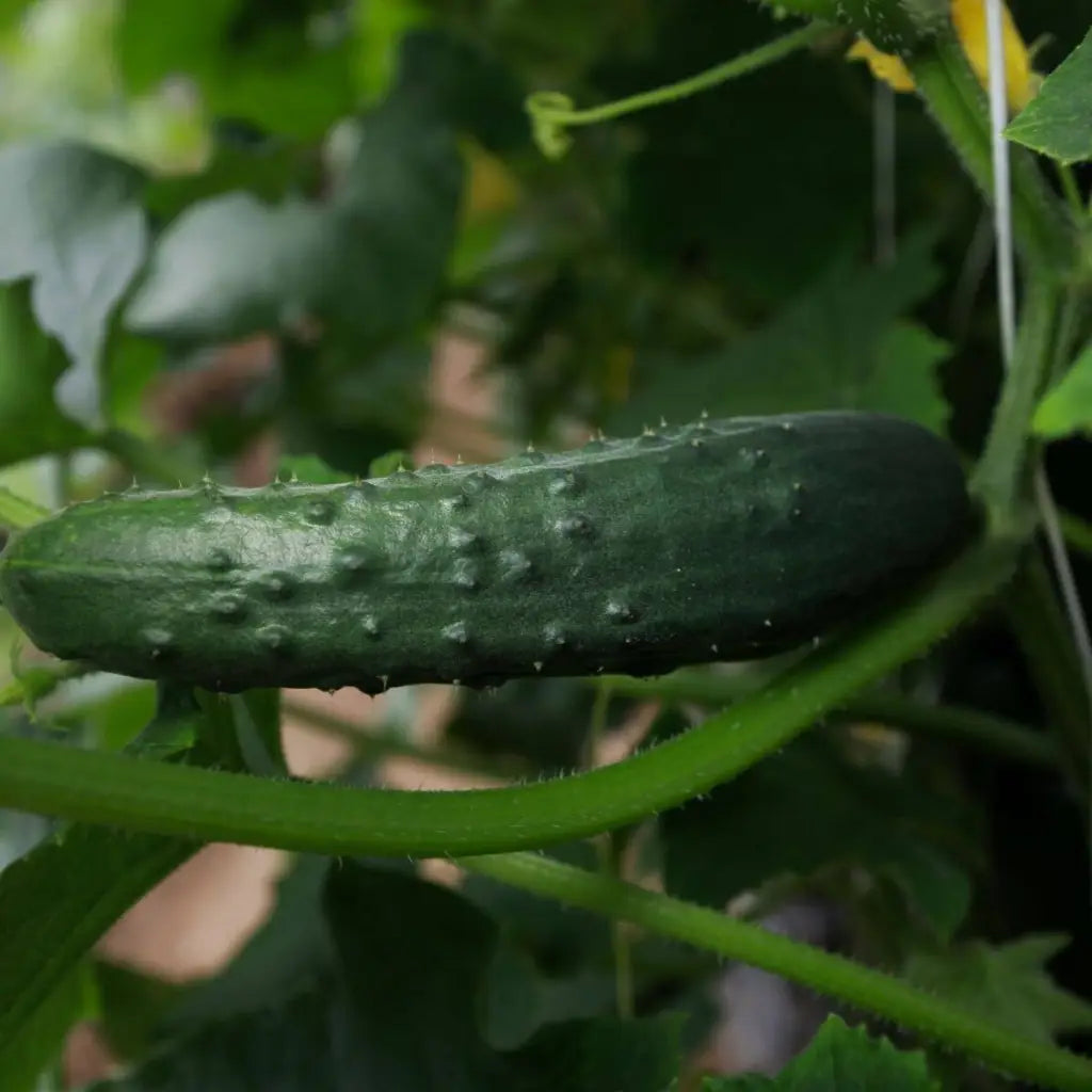 Cucumber Marketmore Seeds - Organic