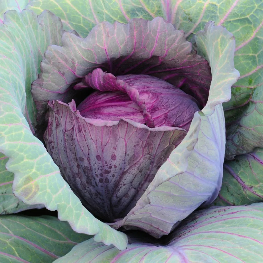 Cabbage Red Drumhead - Organic