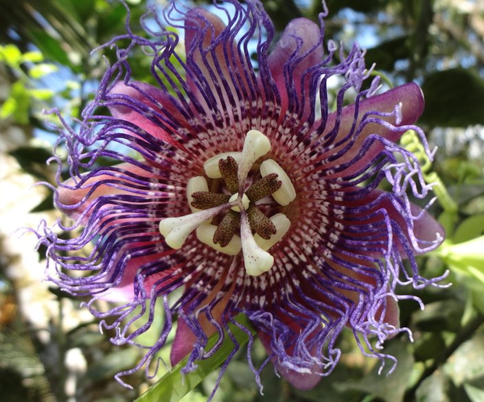 Giant Granadilla Seeds
