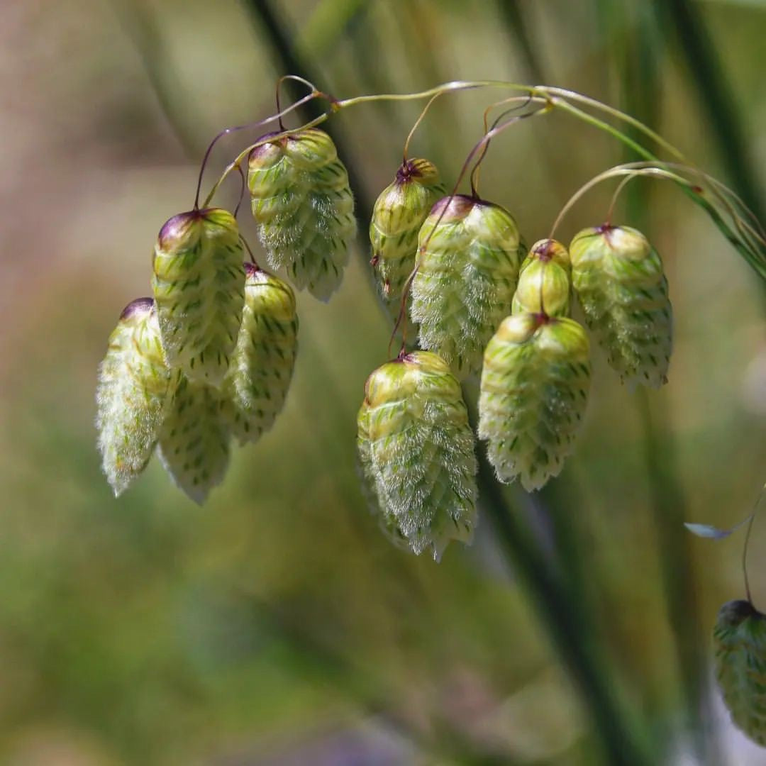 Briza Maxima Giant Quaking Grass Seeds