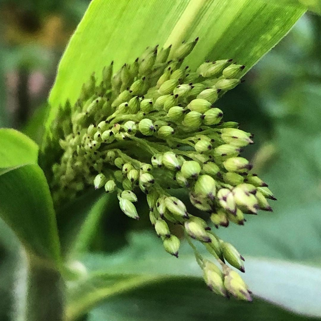 Panicum Frosted Explosion Seeds