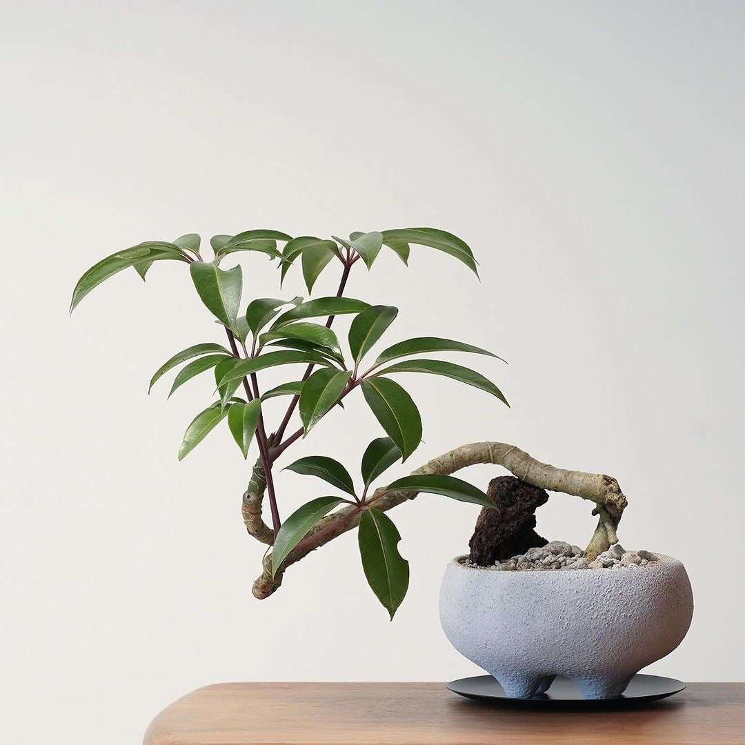 Umbrella Tree Plant Seeds