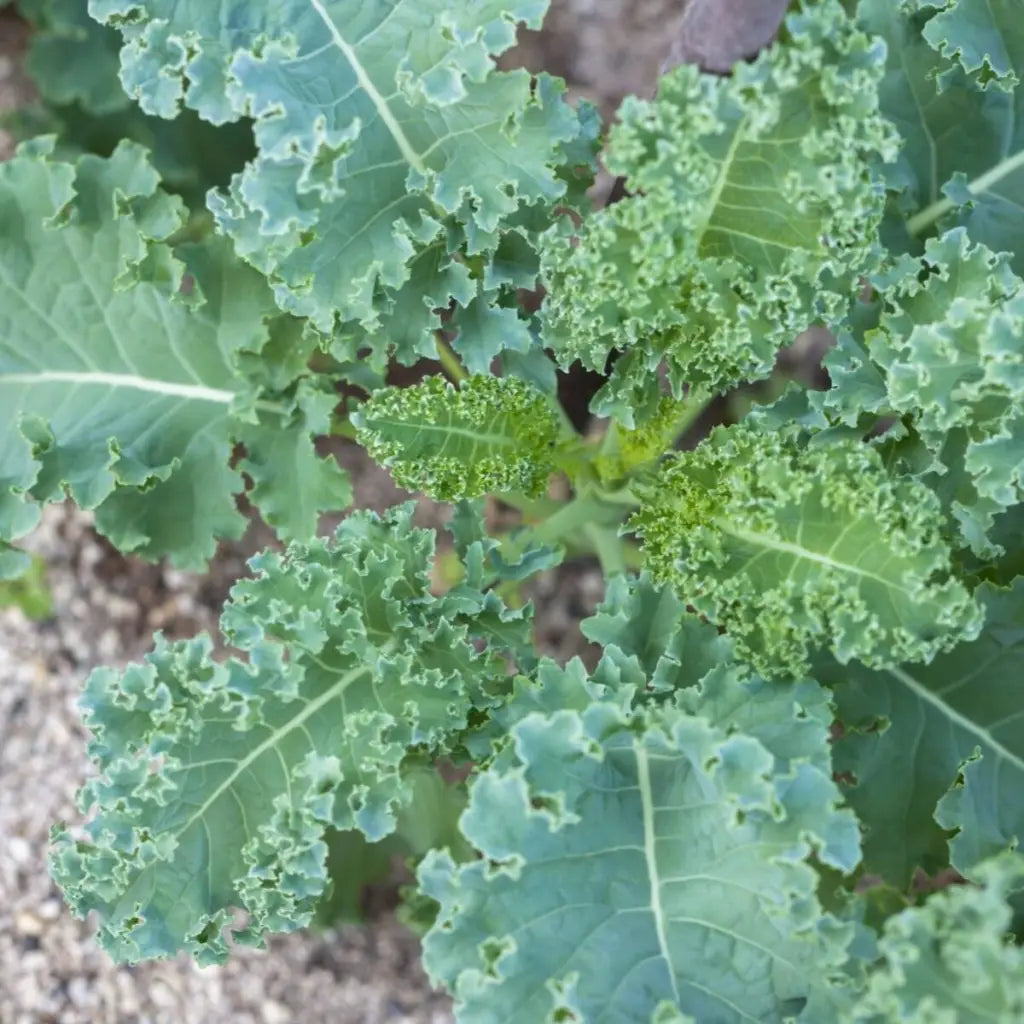 Kale Westland Winter Seeds - Organic