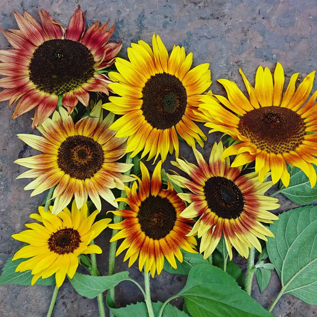 Mixed Sunflower Seeds