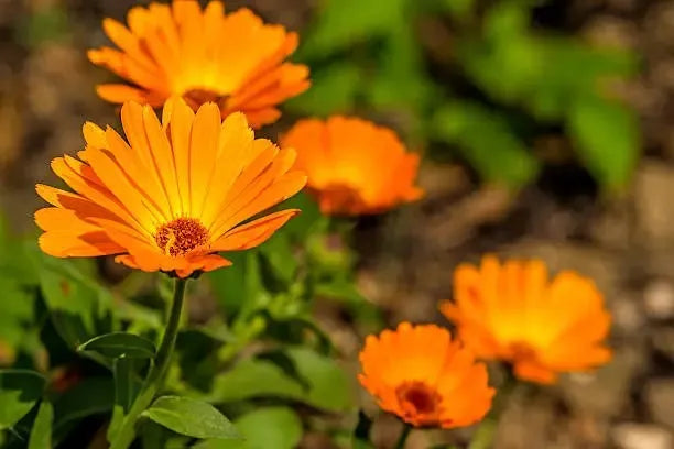 Pot Marigold Seeds - Organic