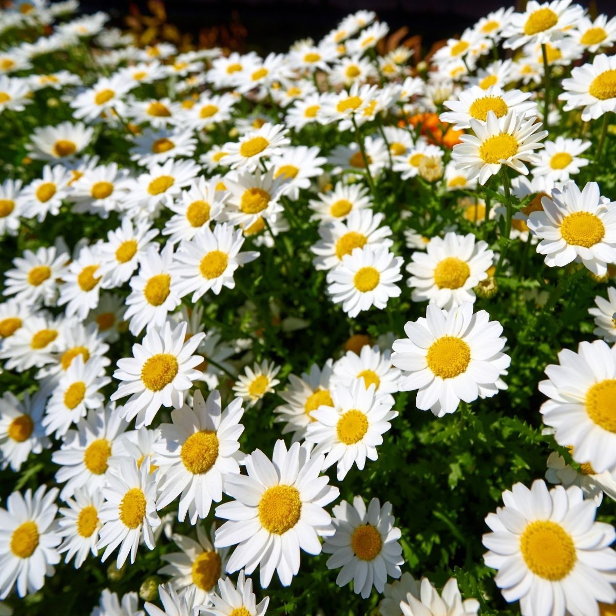 Shasta Daisy Mayfield Giants Seeds