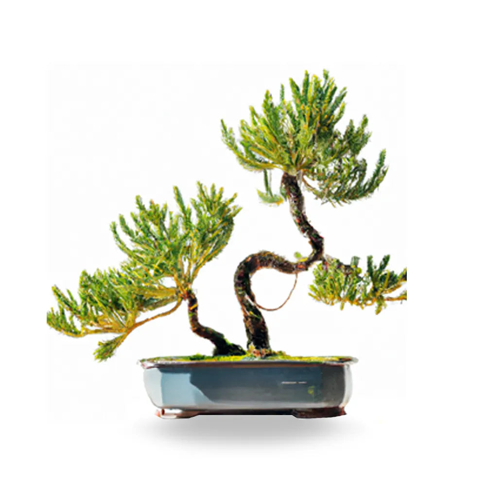 She Oak Bonsai Tree Seeds