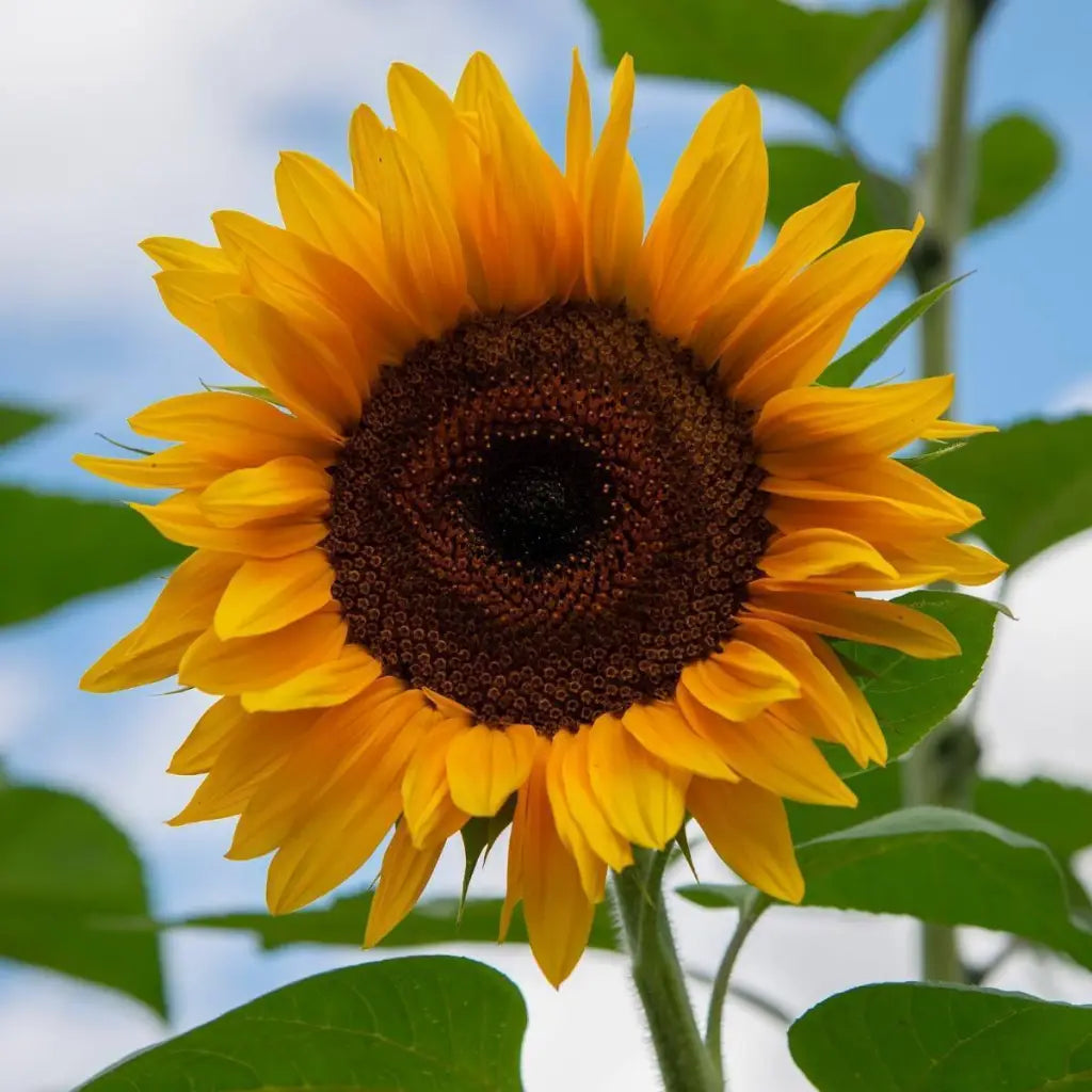Giant Yellow Sunflower Seeds