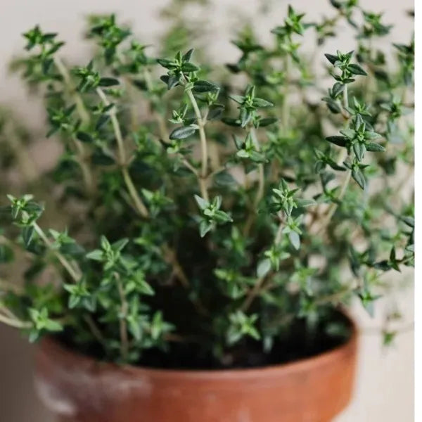 Thyme Seeds - Organic