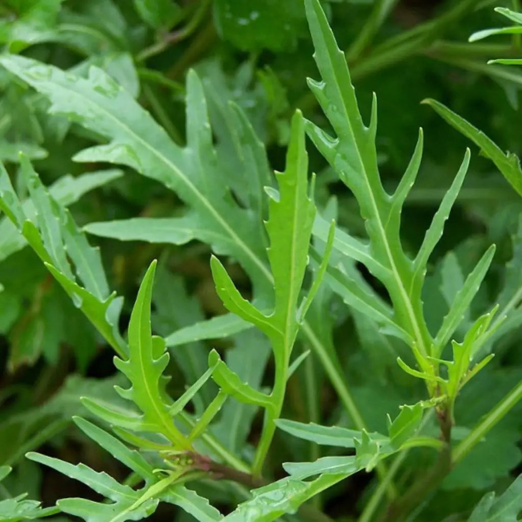 Wild Rocket Seeds - Organic