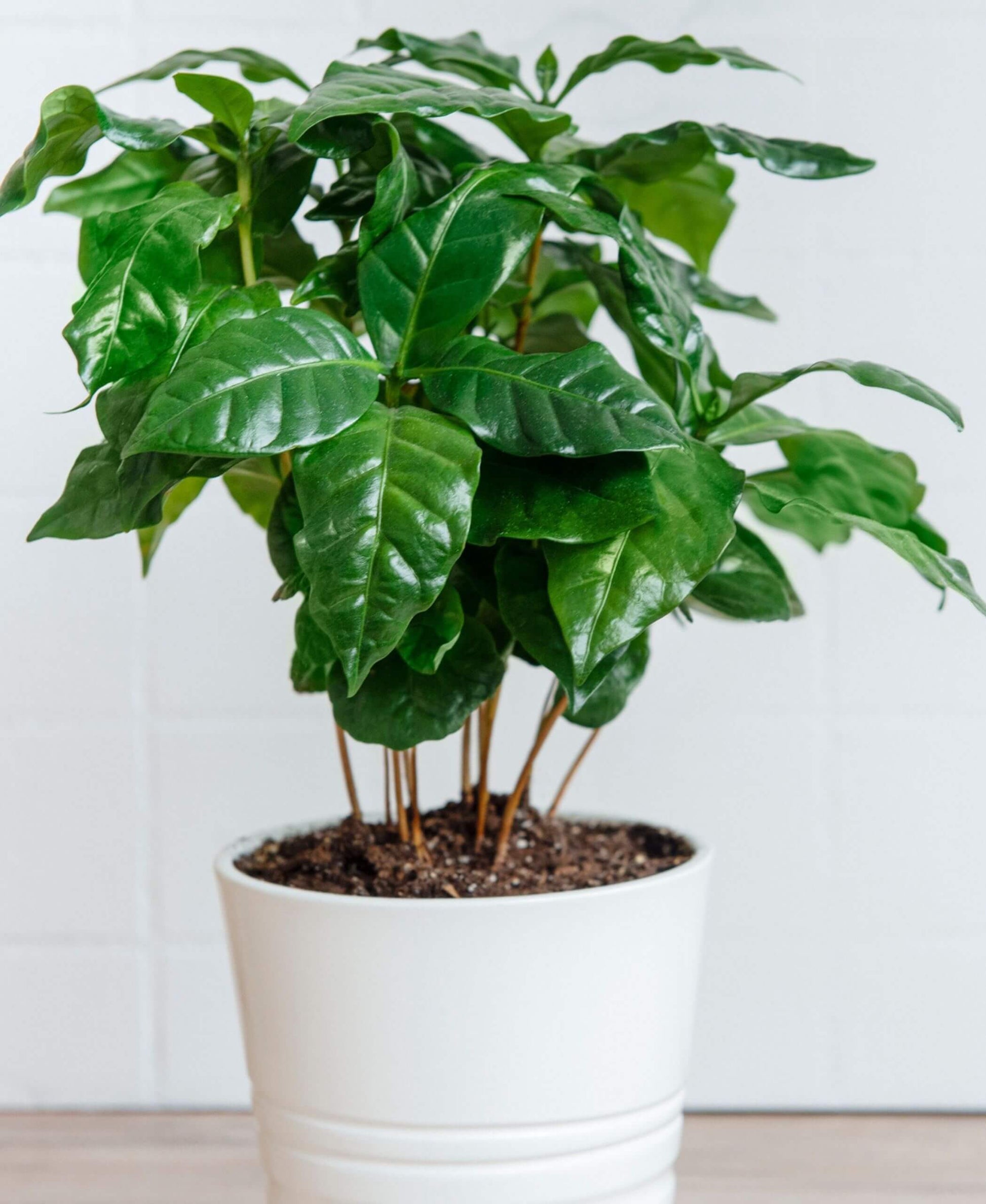 Coffee Plant Seeds