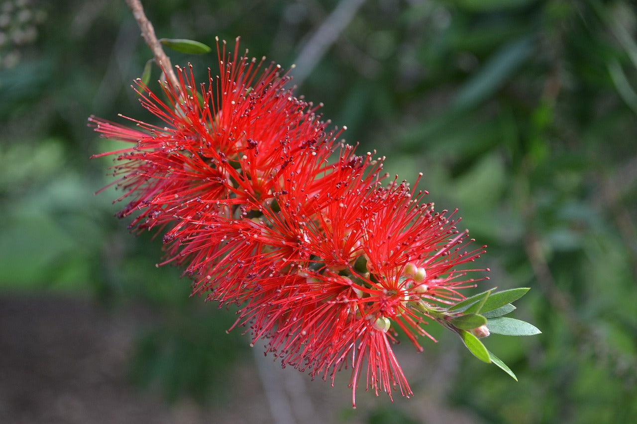 Bottlebrush Flower Seeds