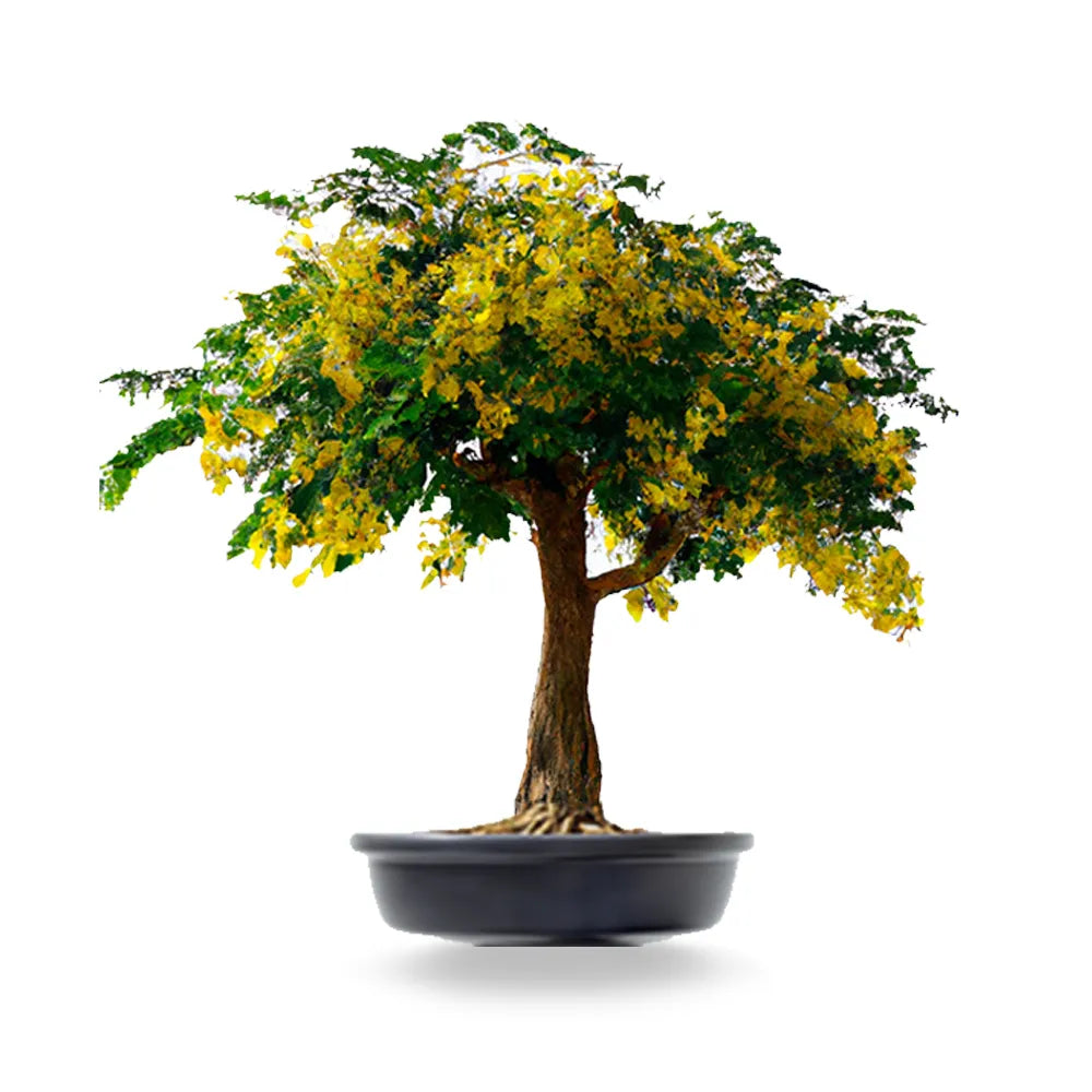 Golden Shower Tree Bonsai Tree Seeds