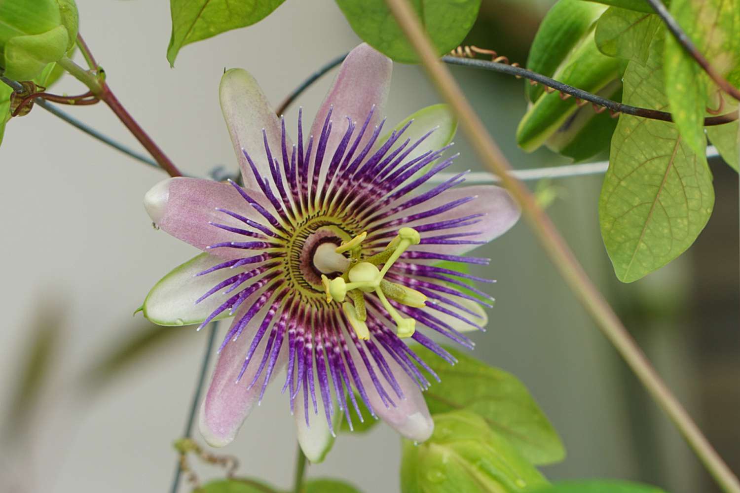 Passion Flower Seeds