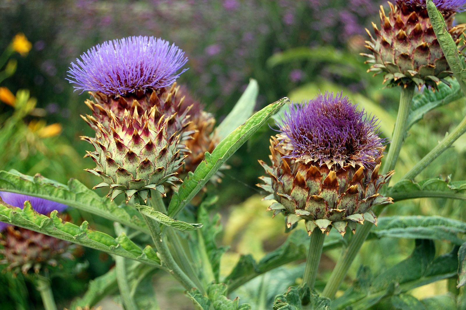 Cardoon Giant of Romagna - Organic