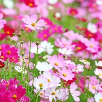 Cosmos Sensation Mixed Seeds