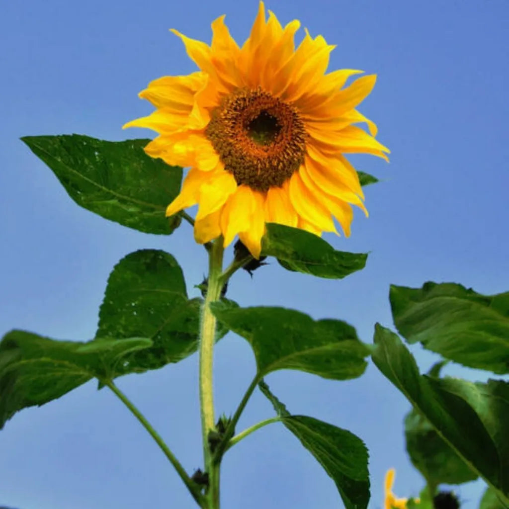 Mongolian Giant Sunflower Seeds