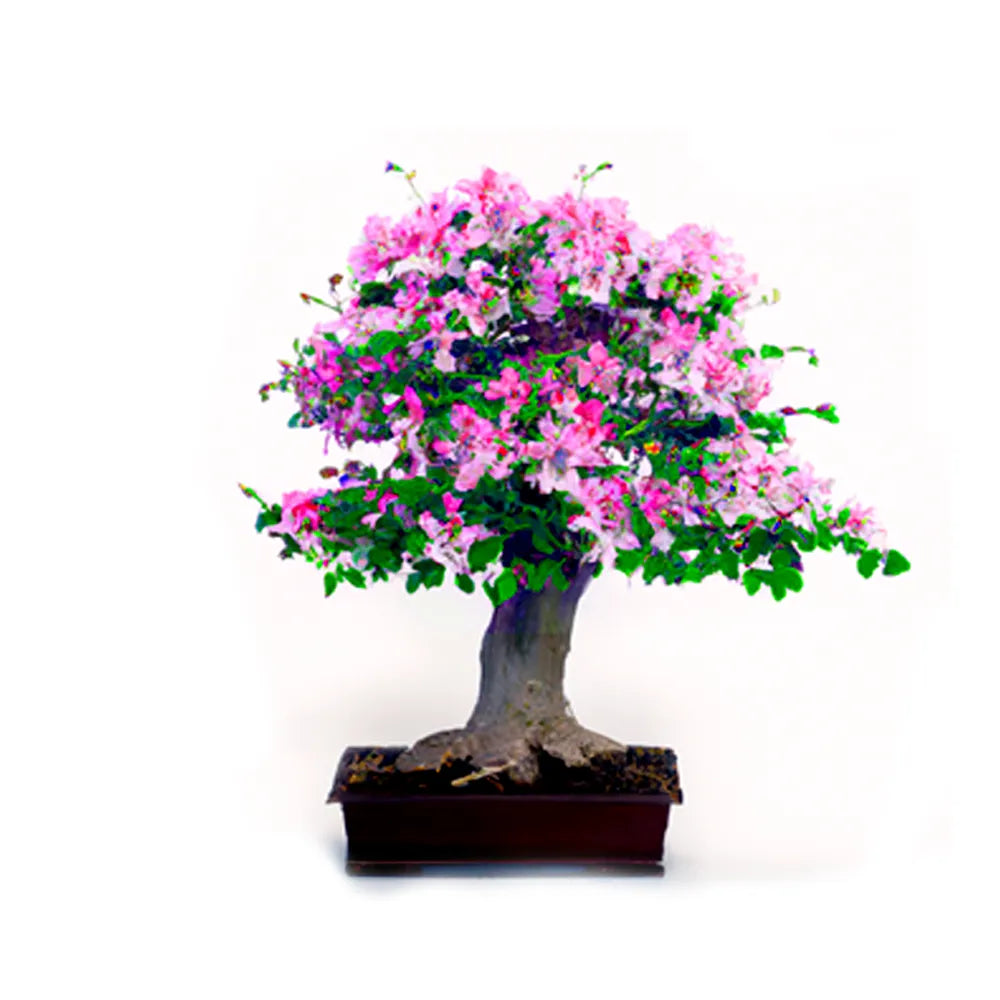 Pink Orchid Bonsai Tree Seeds