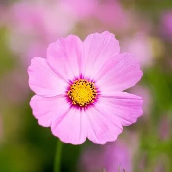 Cosmos Pinkie Seeds