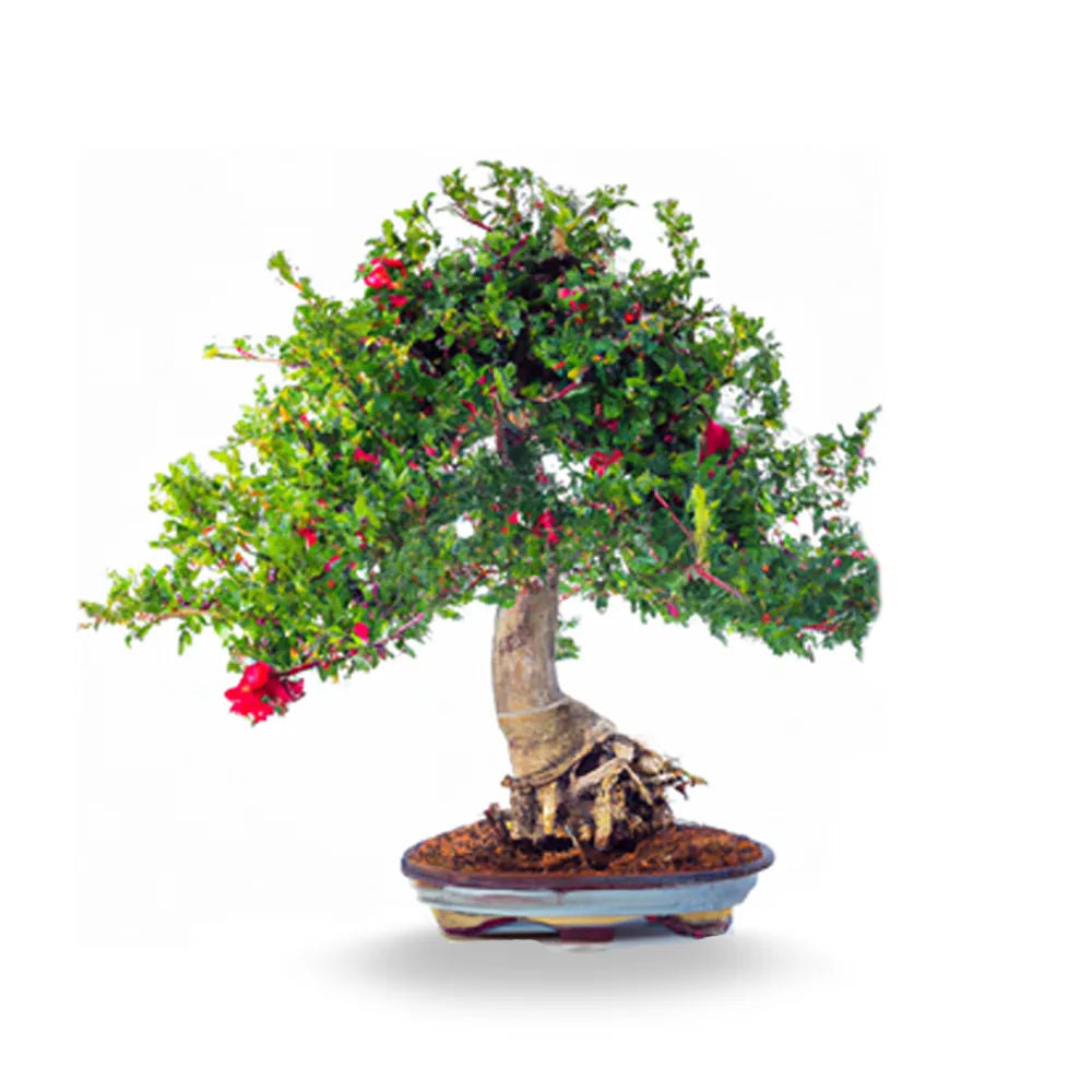 Pomegranate Bonsai Tree Seeds