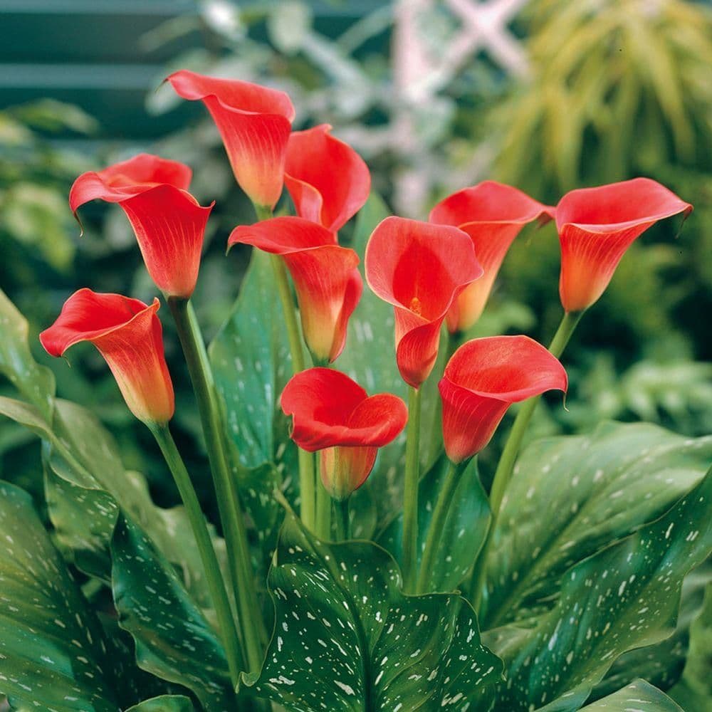 Canna Lily Seeds