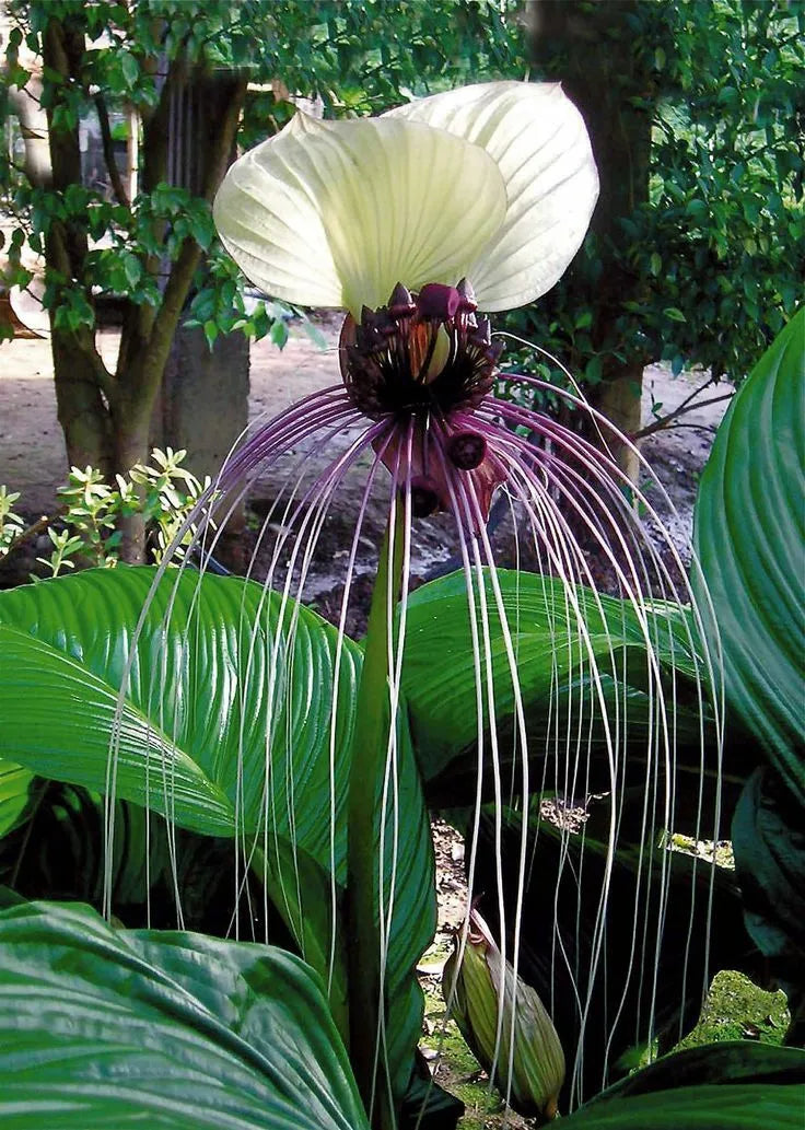 Bat Flower Seeds