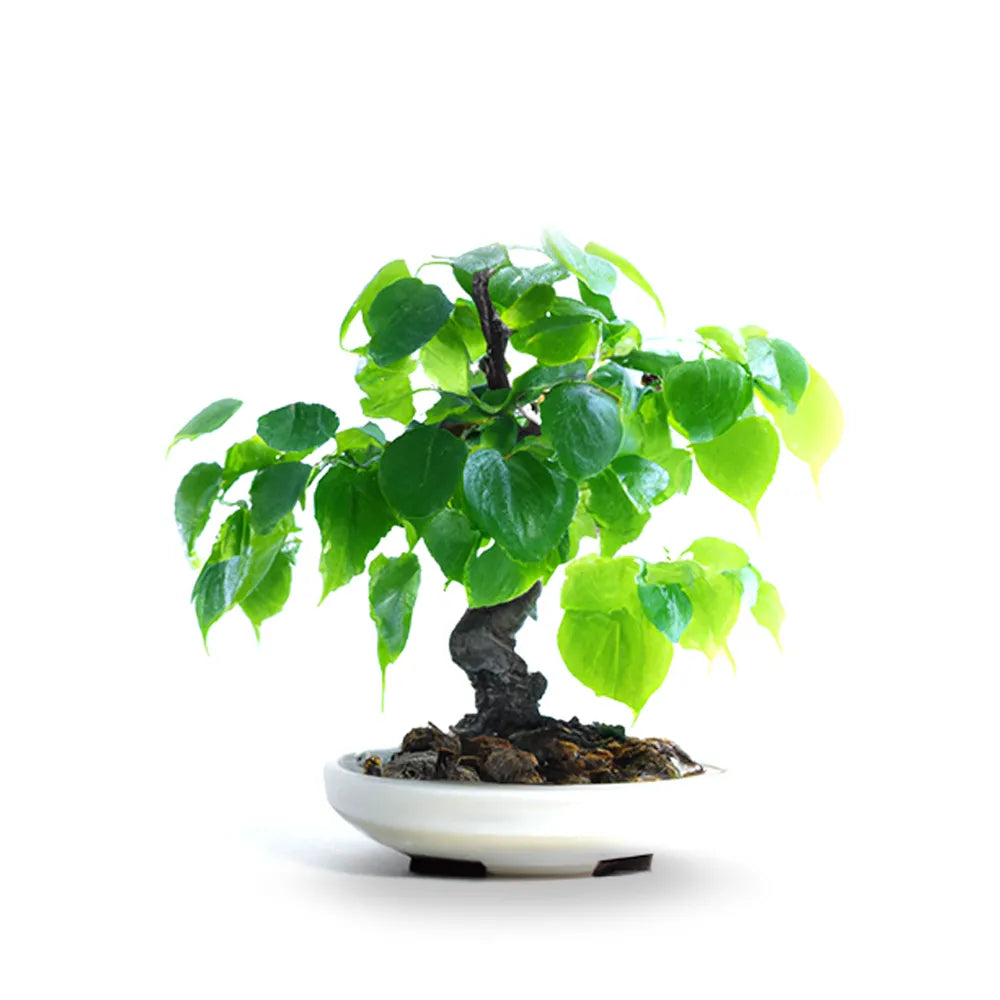 Sacred Fig Bonsai Seeds
