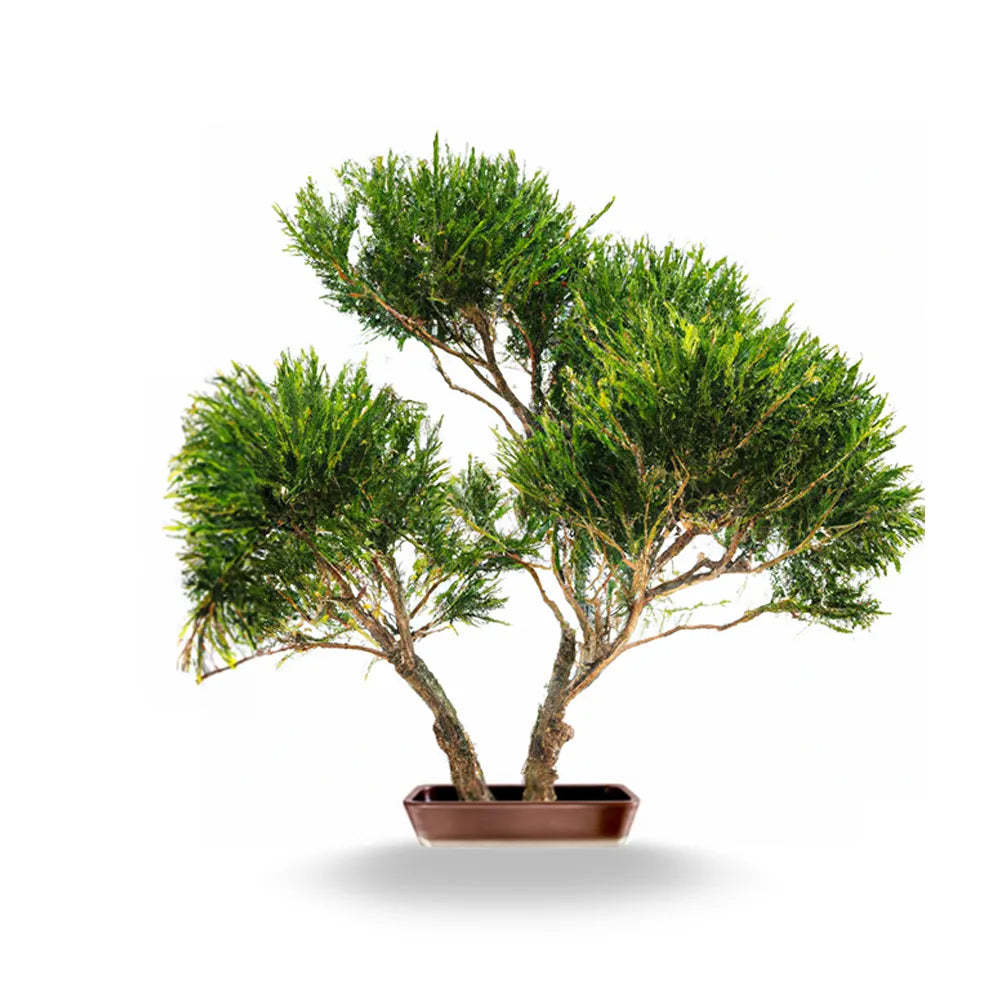 Silky Oak Bonsai Seeds