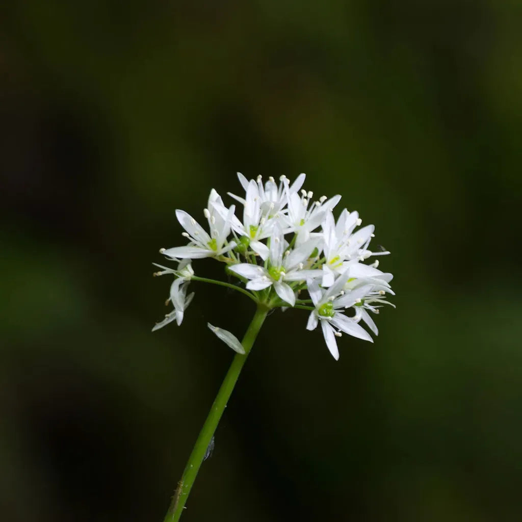 Wild Garlic Ramsons Seeds