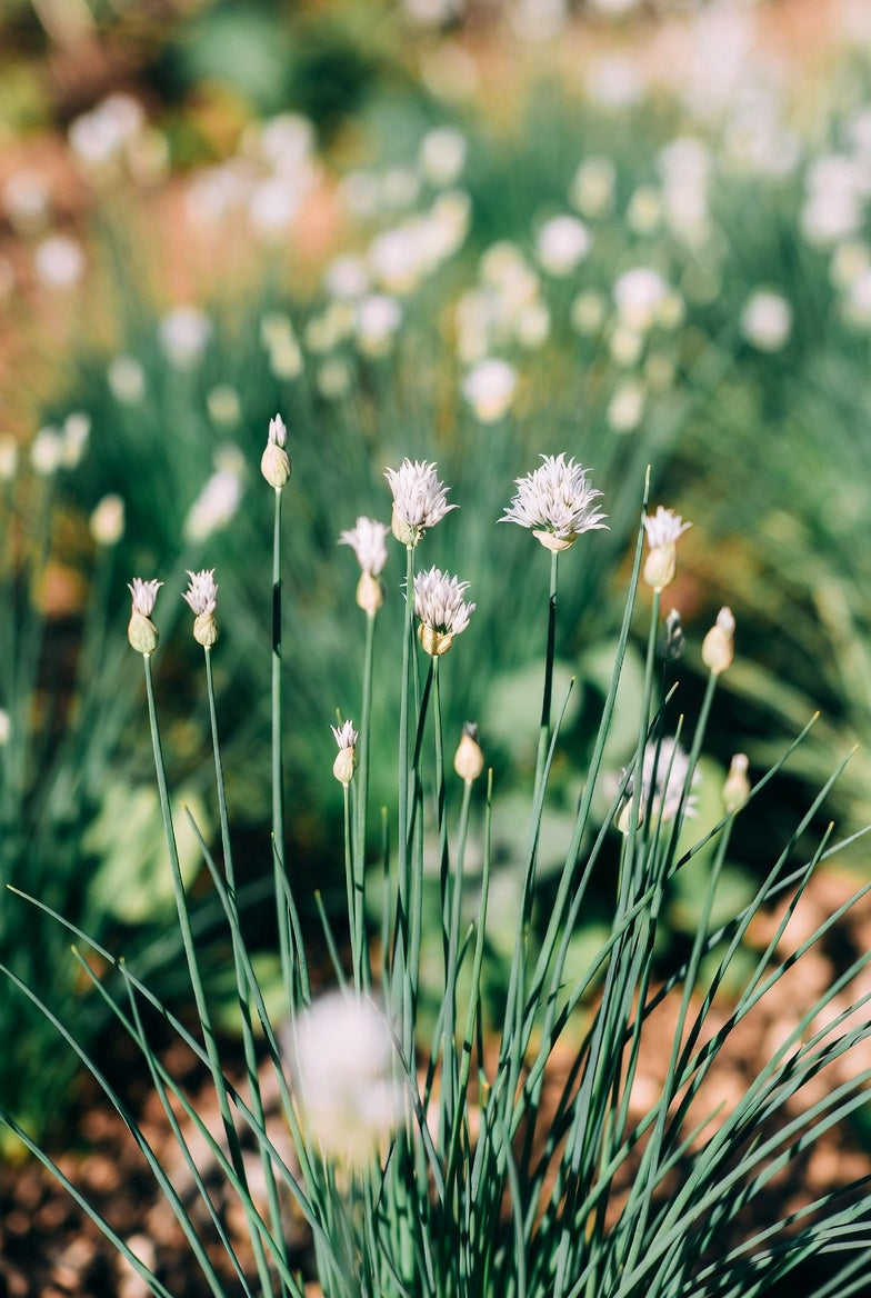Garlic Chive Seeds